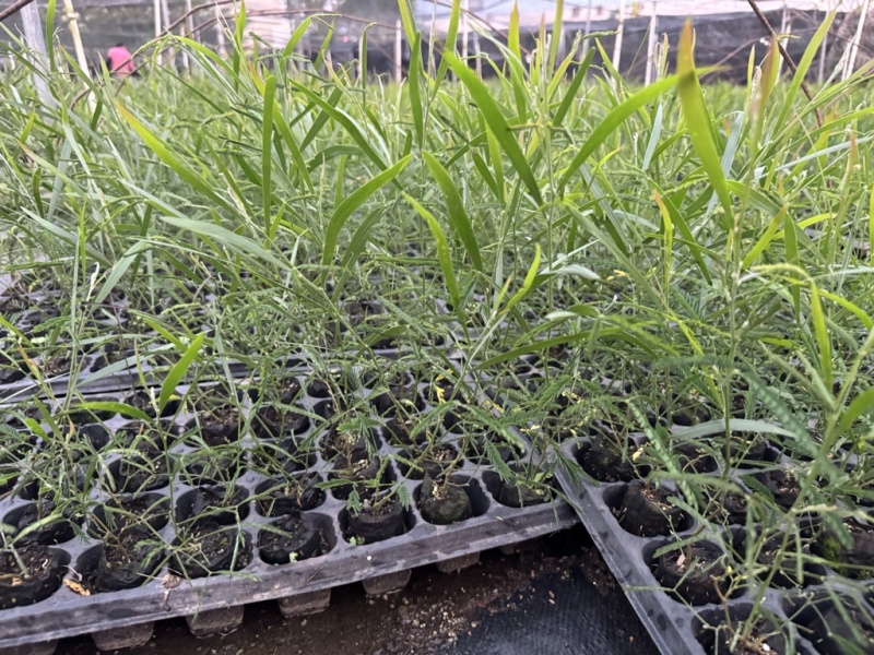 良种黑木相思