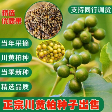 黄柏树种果子