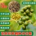 黄柏树种果子