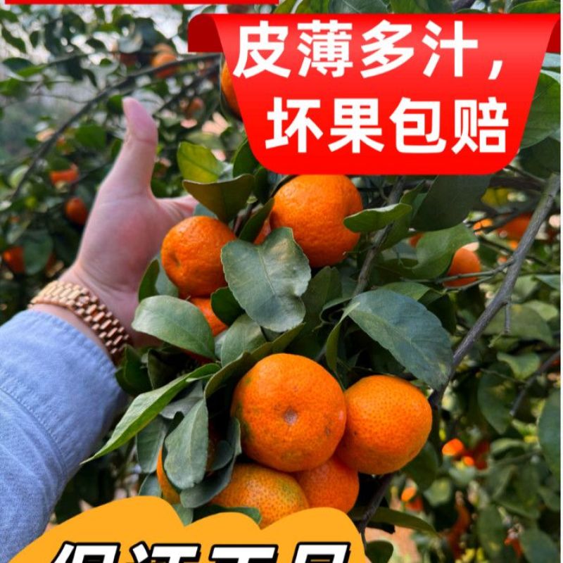 《推荐》广西正宗砂糖橘大量现货对接商超团购电商一条龙