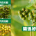黄柏树种果子