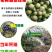 黄柏树种果子