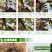 黄柏树种果子