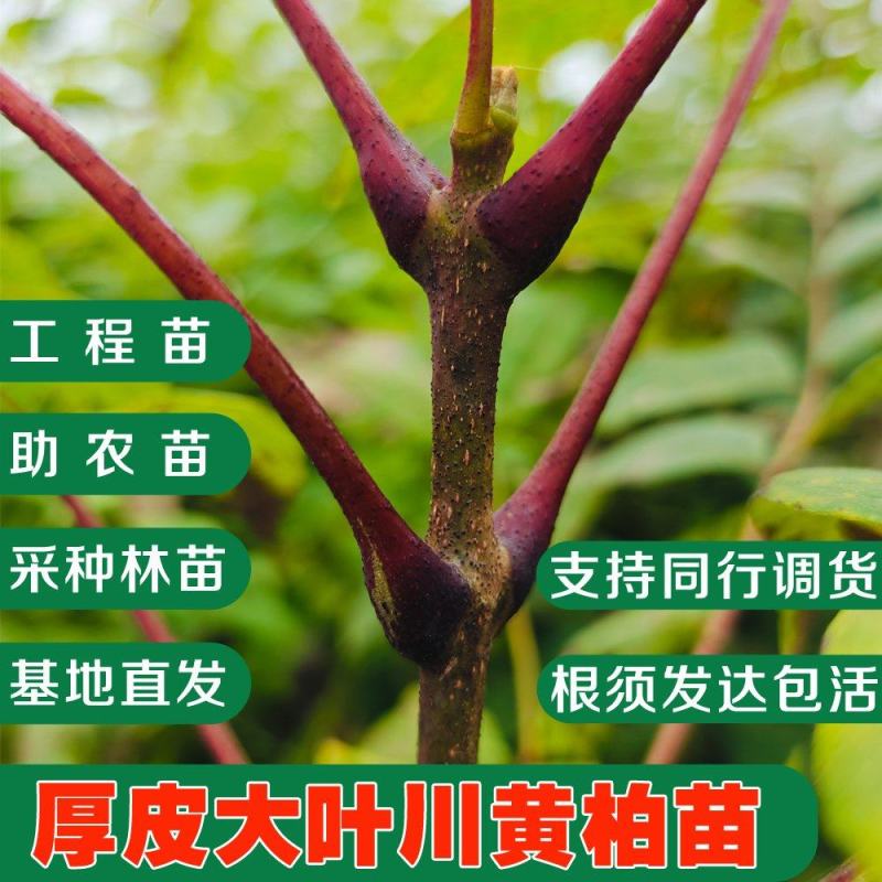 黄柏苗、正宗厚皮川黄柏苗出售，自家农场基地直供