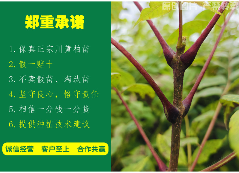 黄柏苗、正宗厚皮川黄柏苗出售，自家农场基地直供