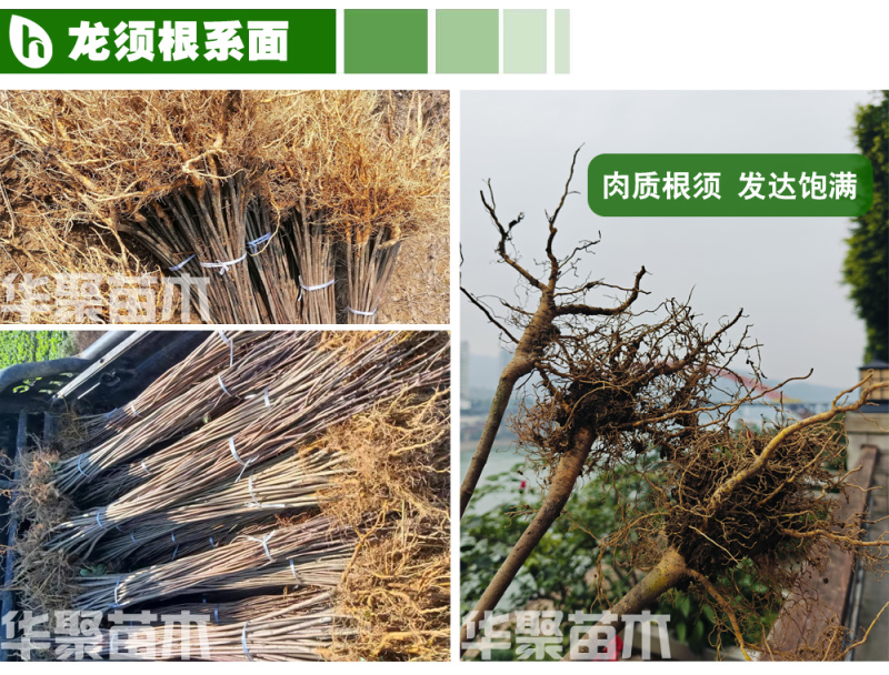 黄柏苗、正宗厚皮川黄柏苗出售，自家农场基地直供
