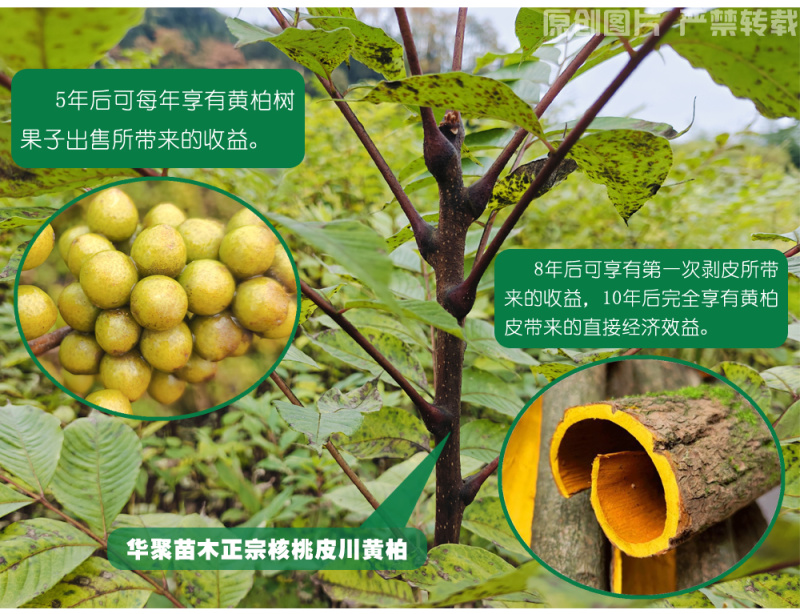 黄柏苗、正宗厚皮川黄柏苗出售，自家农场基地直供