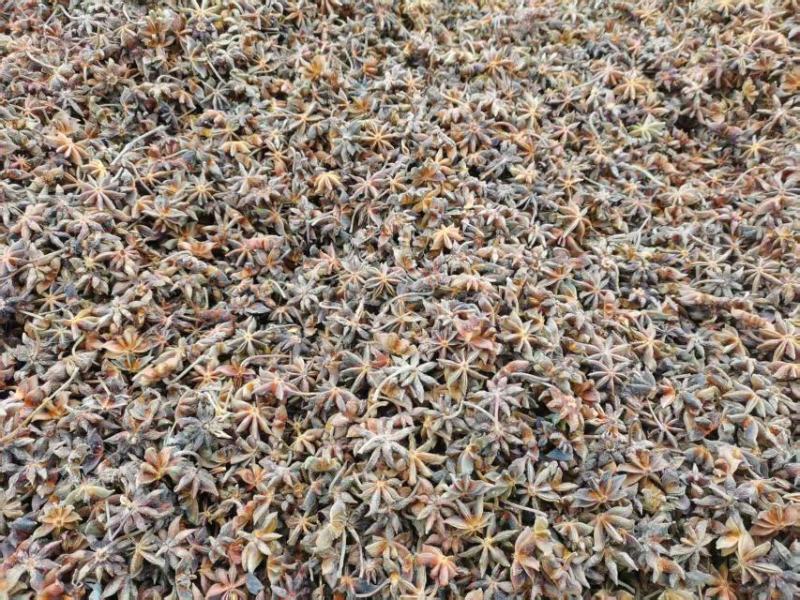 广西古龙新大红干枝2025年古龙一级大红干枝颜值高走货快