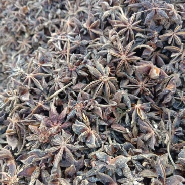 广西古龙新干枝碎片干度好，加工过程自然脱落，味道浓郁