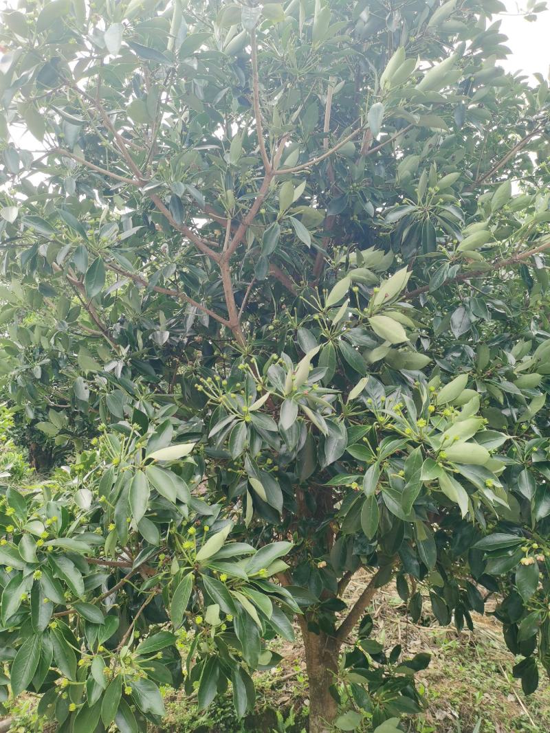 广西古龙新干枝碎片干度好，加工过程自然脱落，味道浓郁