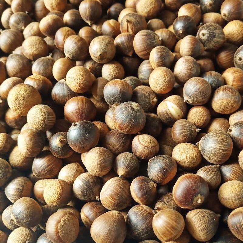 苦槠种子园林景观绿化庭院别墅苗木常青不落叶风景苦槠籽