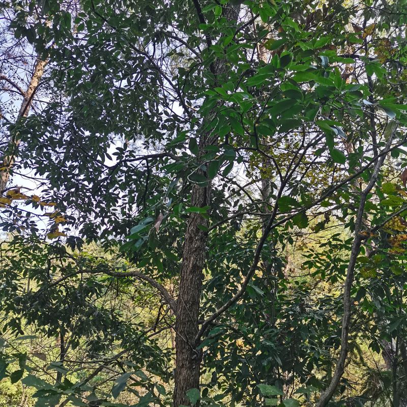 苦槠种子园林景观绿化庭院别墅苗木常青不落叶风景苦槠籽