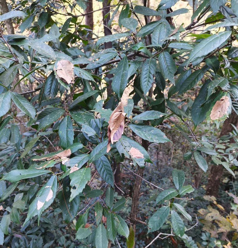 苦槠种子园林景观绿化庭院别墅苗木常青不落叶风景苦槠籽