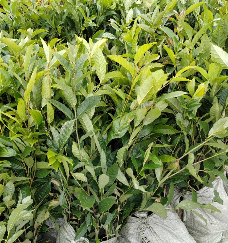 苦槠种子园林景观绿化庭院别墅苗木常青不落叶风景苦槠籽