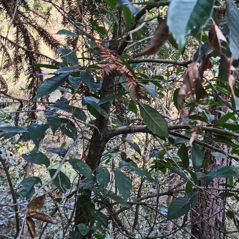苦槠种子园林景观绿化庭院别墅苗木常青不落叶风景苦槠籽