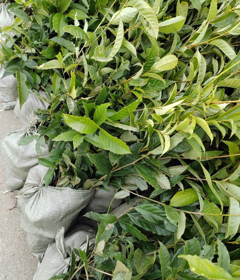 苦槠种子园林景观绿化庭院别墅苗木常青不落叶风景苦槠籽
