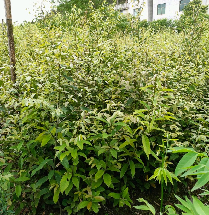 苦槠种子园林景观绿化庭院别墅苗木常青不落叶风景苦槠籽