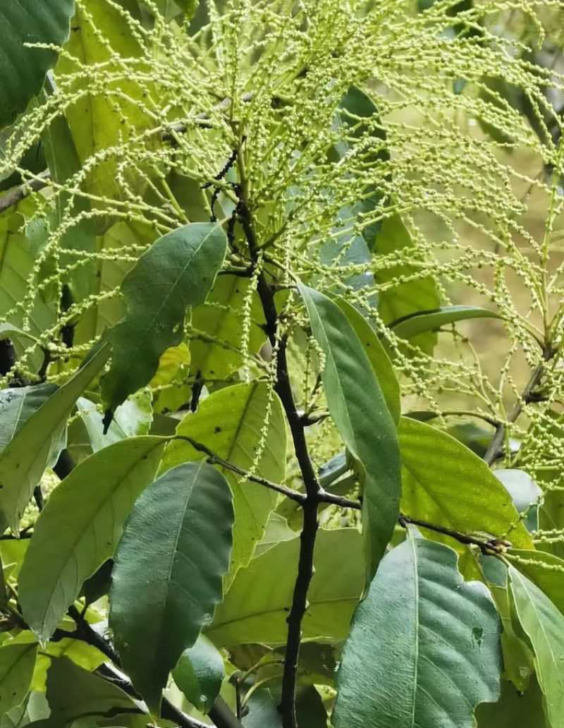 苦槠种子园林景观绿化庭院别墅苗木常青不落叶风景苦槠籽