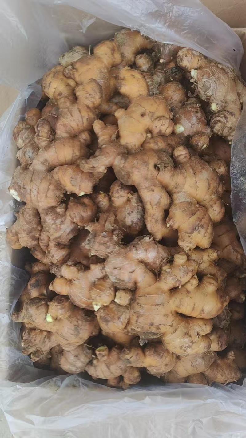 生姜，平头姜，长姜，老姜头！子姜，大肉姜，小黄姜，量大从优