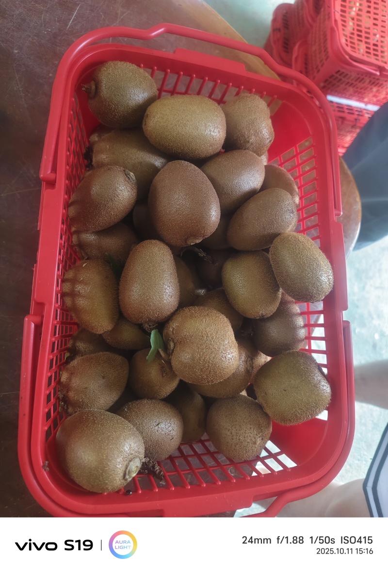高山种植翠香猕猴桃