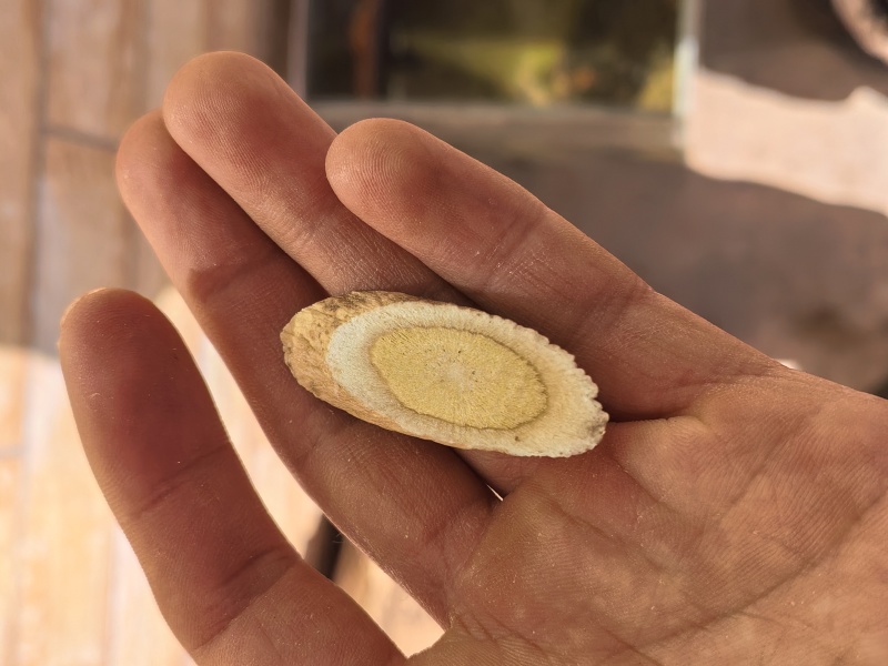 黄芪片甘肃岷县黄芪中药材当季加工黄芪片