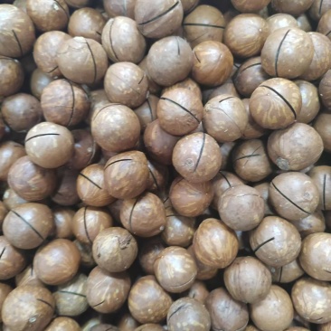 奶油味夏威夷果大颗粒500g工厂一件代发电商**大货价格优