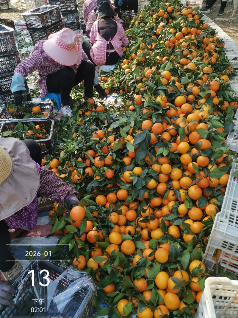 沃柑广西丨专业承接丨越南外贸出口订单丨职业买手团队