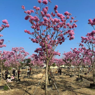 紫花风铃木8-12公分大量出售自家货源支持视频挑选