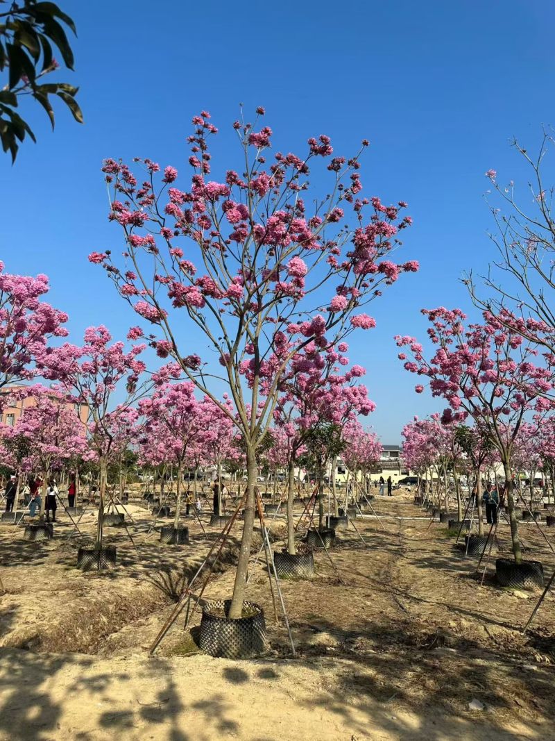 紫花风铃木8-12公分大量出售自家货源支持视频挑选