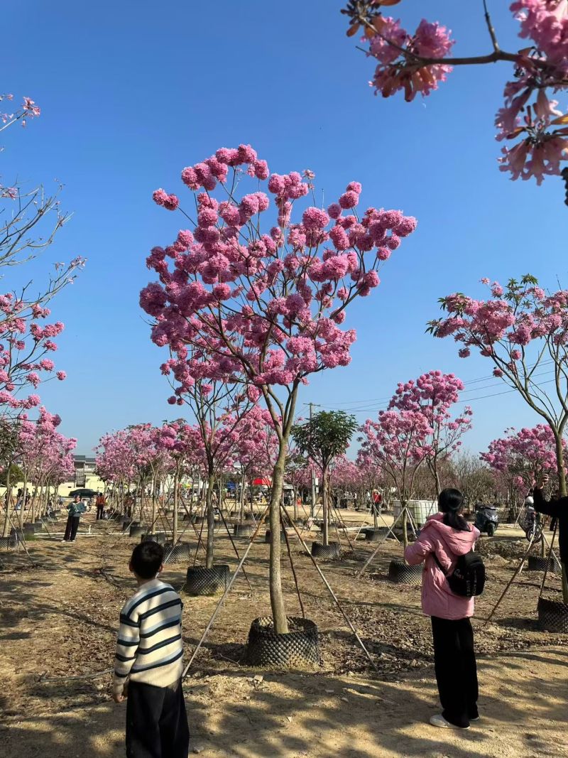 紫花风铃木8-12公分大量出售自家货源支持视频挑选