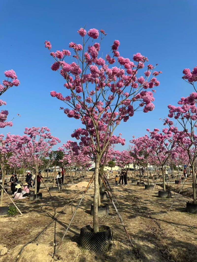 紫花风铃木8-12公分大量出售自家货源支持视频挑选
