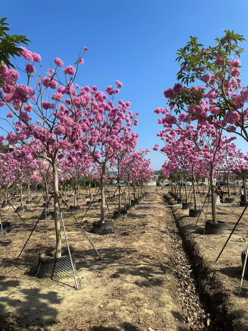 紫花风铃木8-12公分大量出售自家货源支持视频挑选