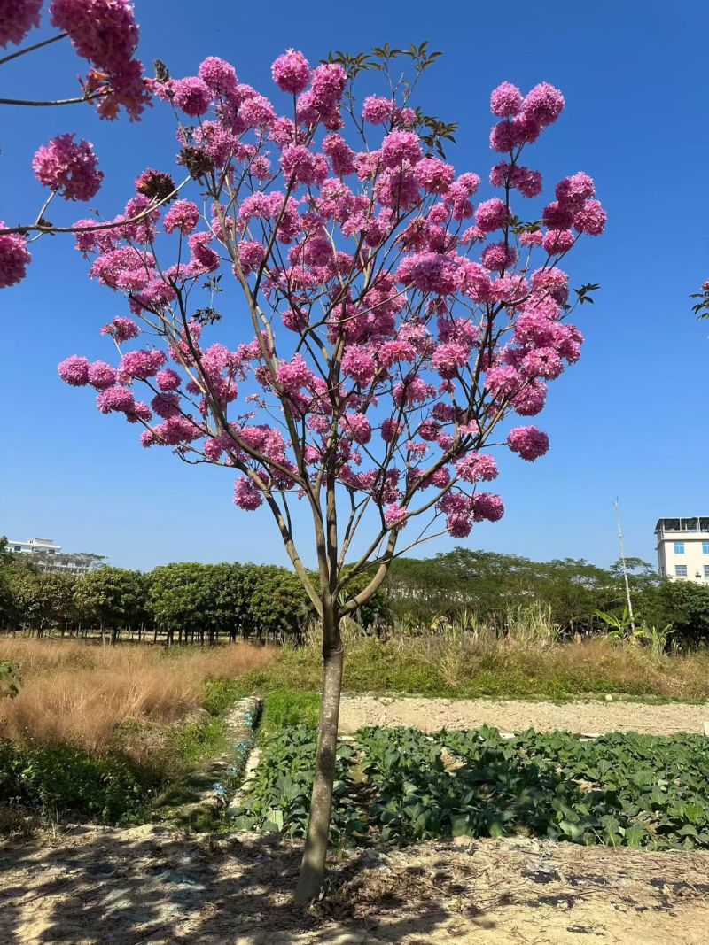 紫花风铃木8-12公分大量出售自家货源支持视频挑选