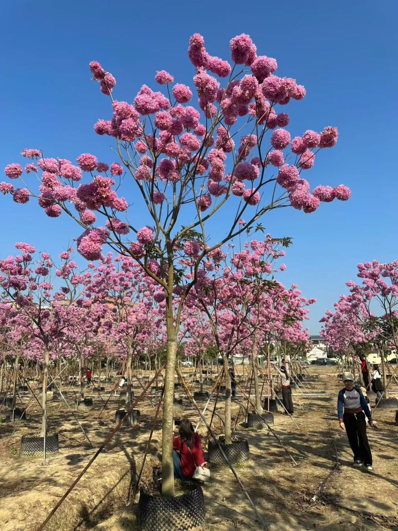 紫花风铃木8-12公分大量出售自家货源支持视频挑选