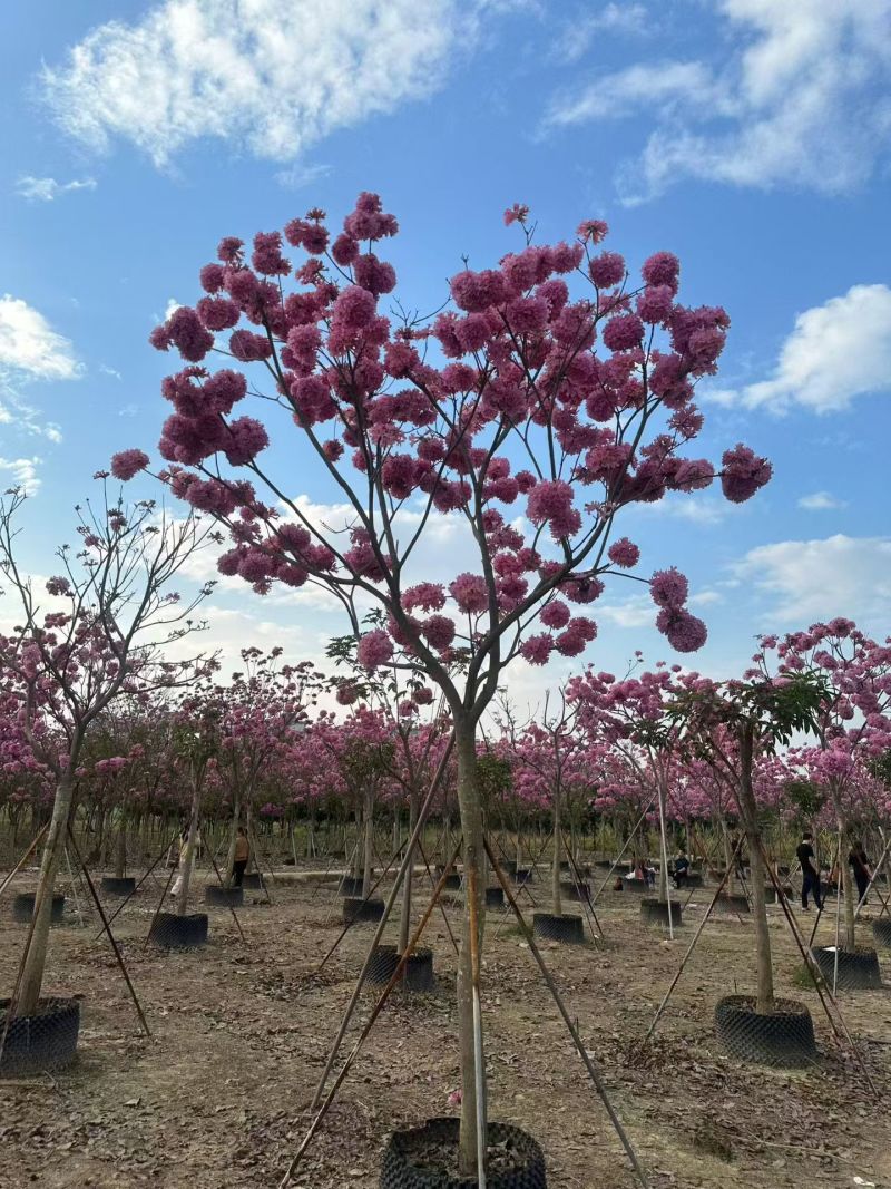 紫花风铃木8-12公分大量出售自家货源支持视频挑选