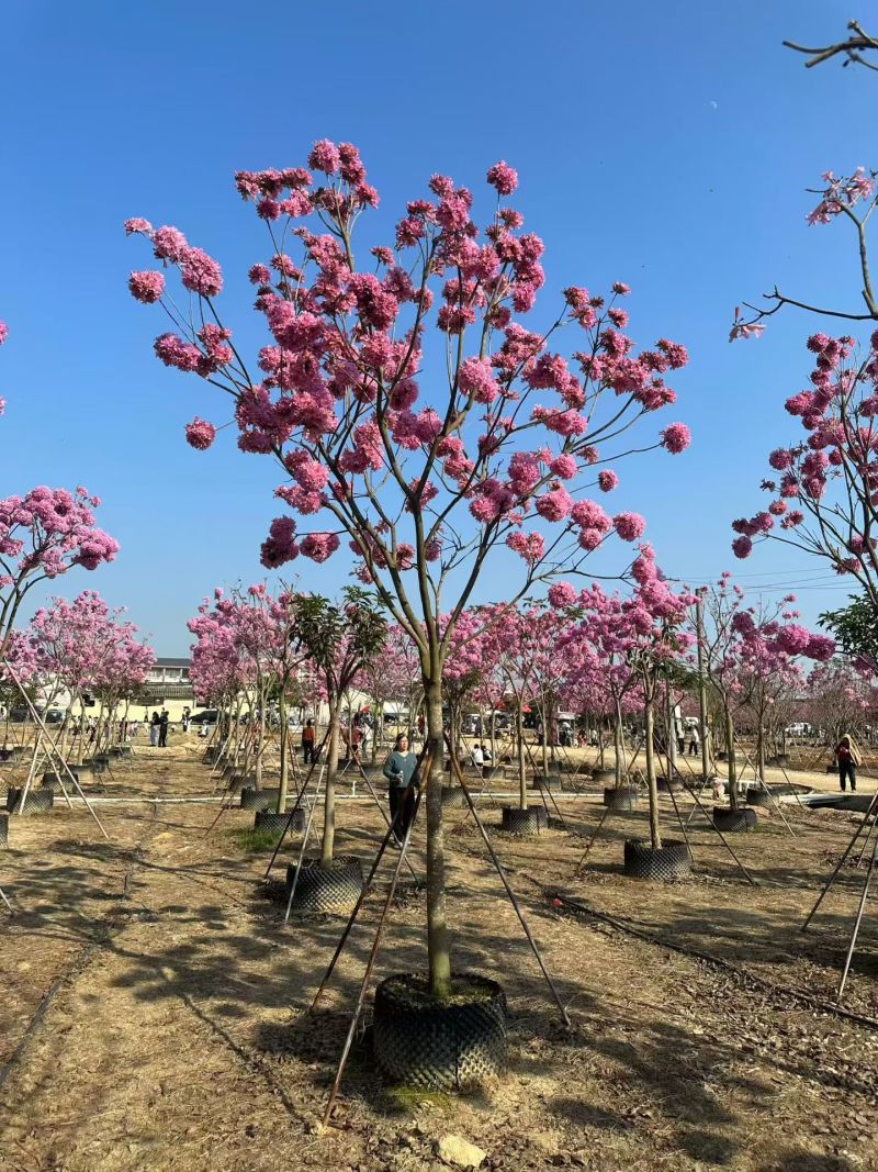 紫花风铃木8-12公分大量出售自家货源支持视频挑选