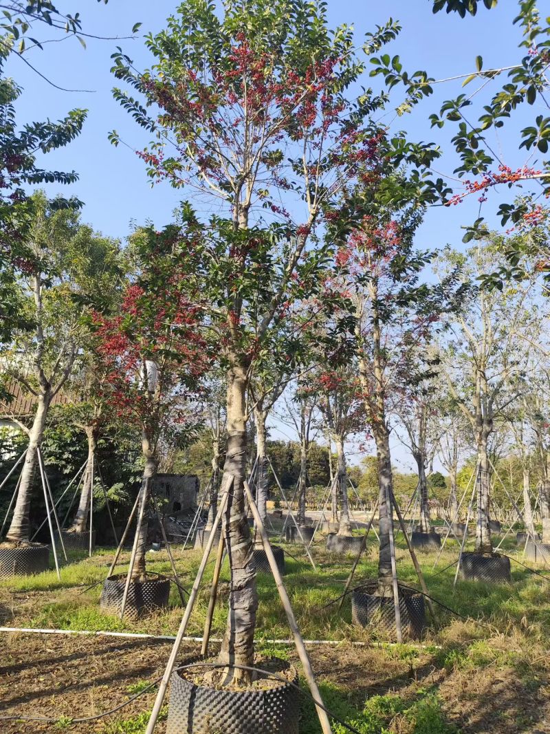 铁冬青15-20公分出售自家货源欢迎现场看货点苗