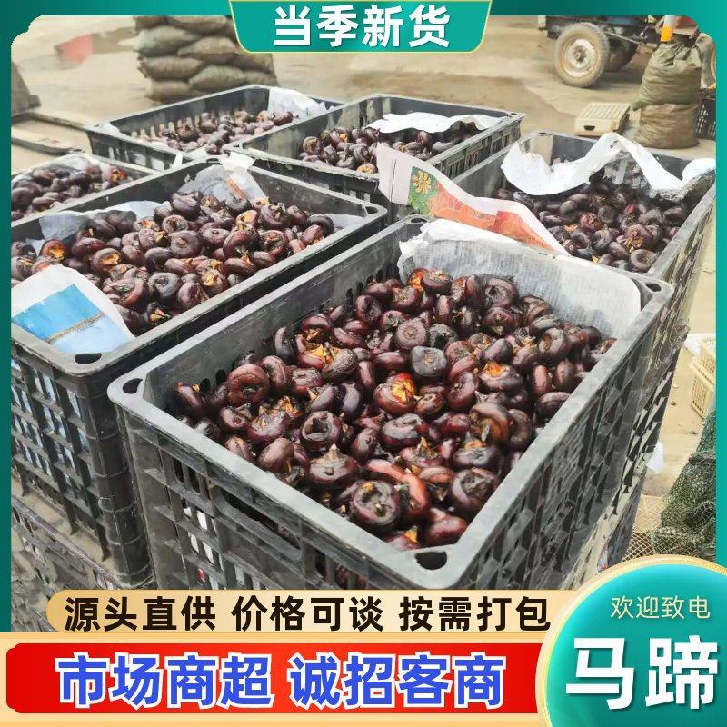 毛马蹄新鲜马蹄荸荠水果筐装精品安徽马蹄无为马蹄荸荠