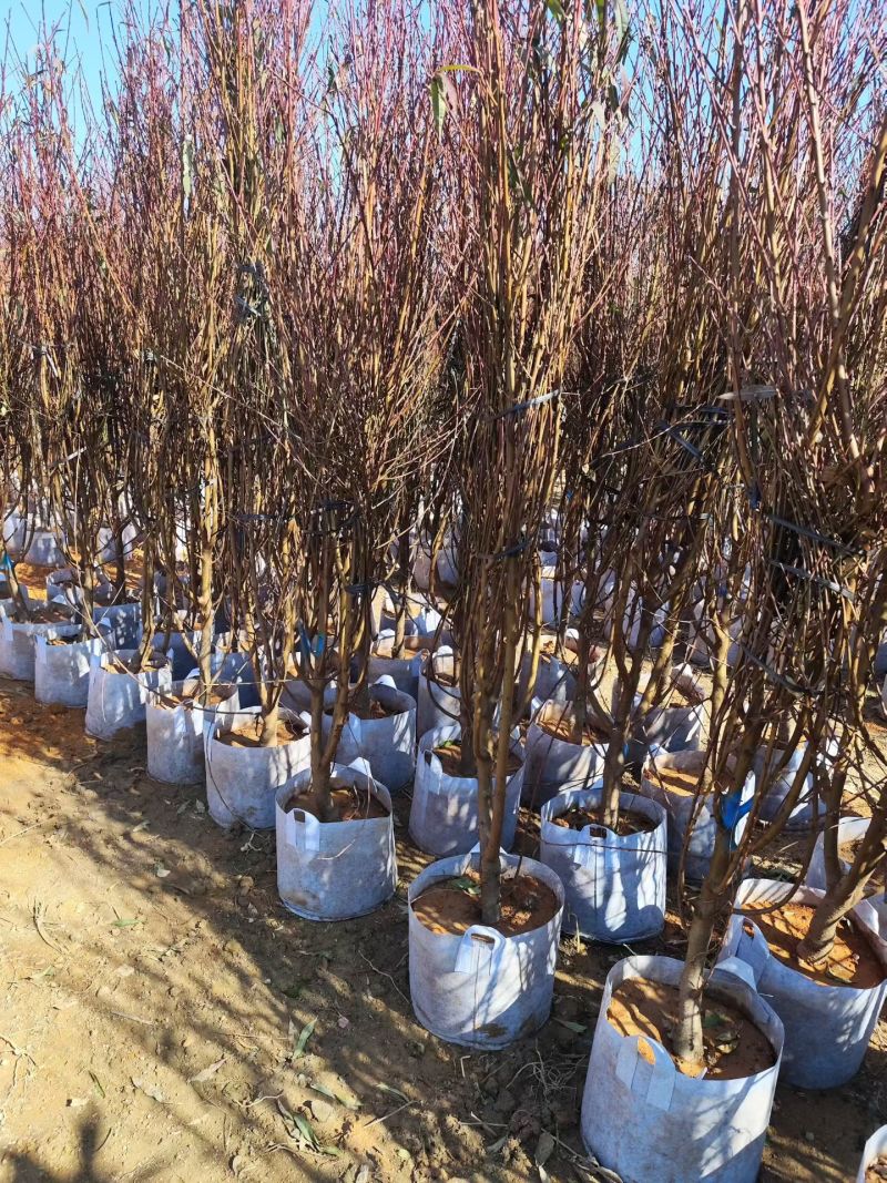 碧桃3-5公分基地现货大量出售自家基地现货可视频看货
