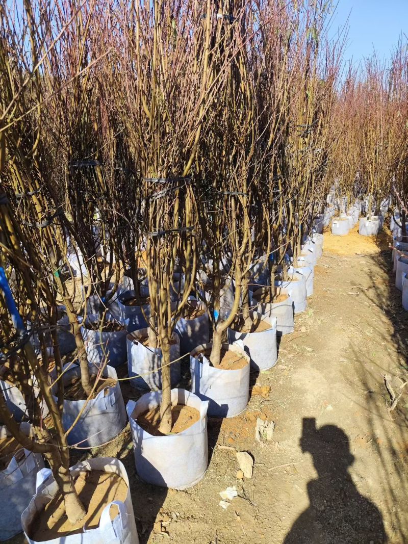 碧桃3-5公分基地现货大量出售自家基地现货可视频看货