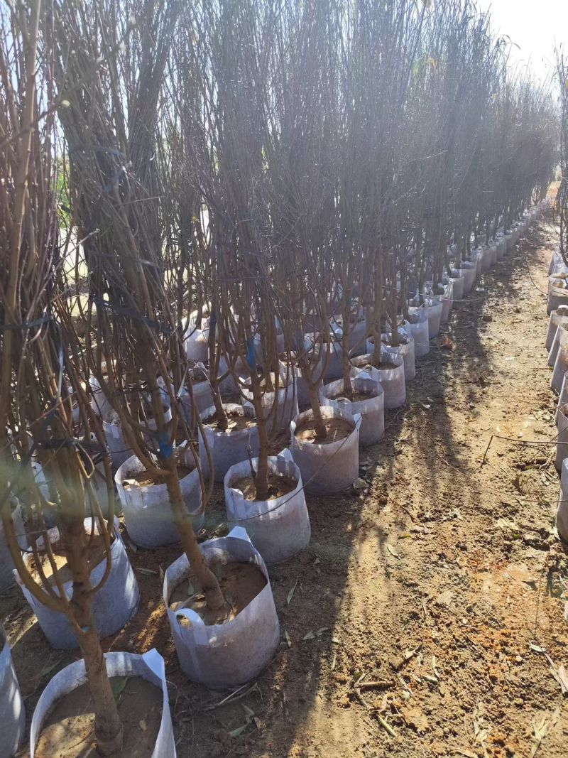 碧桃3-5公分基地现货大量出售自家基地现货可视频看货