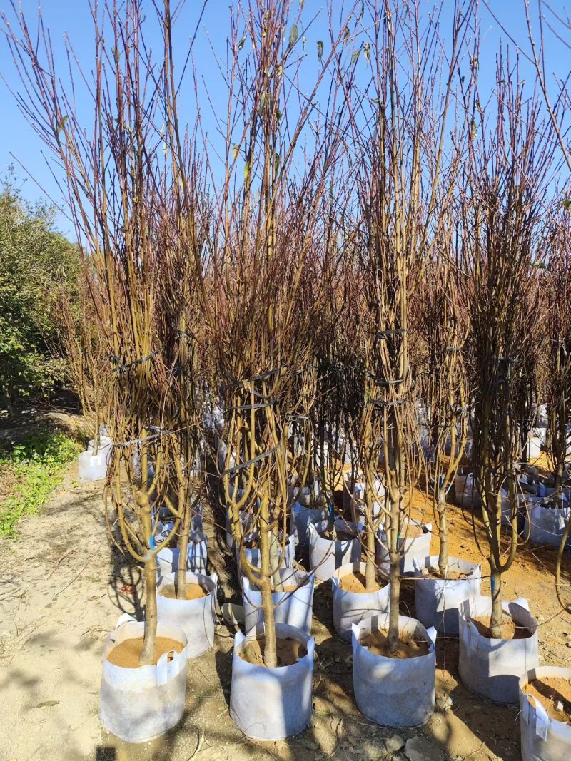 碧桃3-5公分基地现货大量出售自家基地现货可视频看货