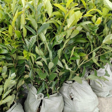苦槠树苗老桩园林景观绿化庭院别墅苗木常青不落叶