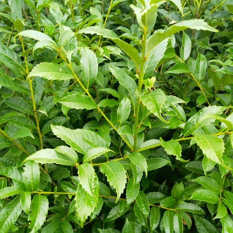 苦槠树苗老桩园林景观绿化庭院别墅苗木常青不落叶
