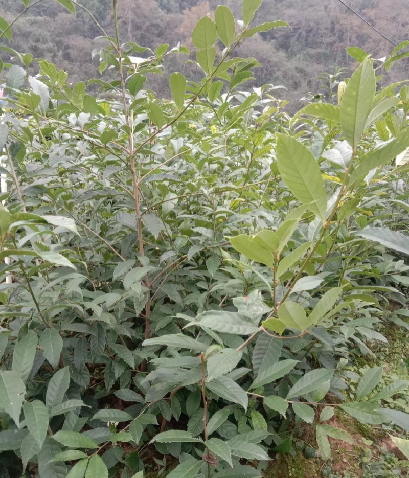 苦槠树苗老桩园林景观绿化庭院别墅苗木常青不落叶