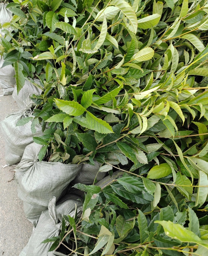 苦槠树苗老桩园林景观绿化庭院别墅苗木常青不落叶