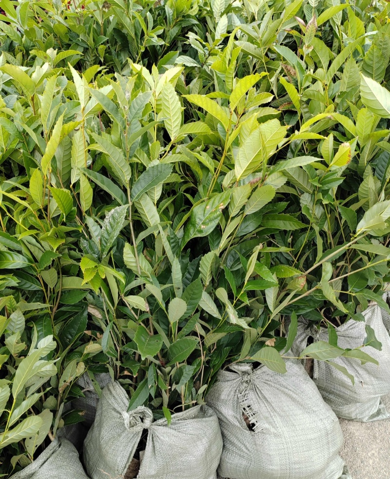苦槠树苗老桩园林景观绿化庭院别墅苗木常青不落叶
