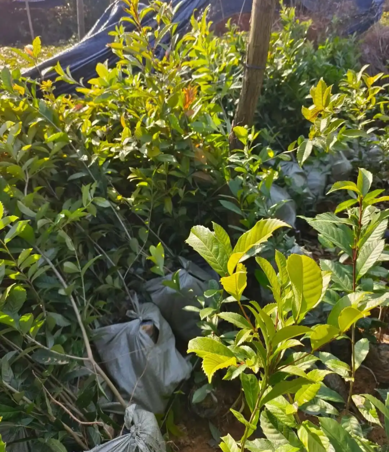 苦槠树苗老桩园林景观绿化庭院别墅苗木常青不落叶