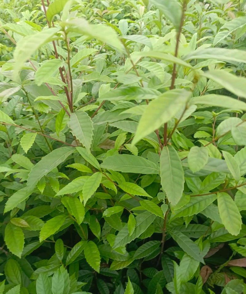 苦槠树苗老桩园林景观绿化庭院别墅苗木常青不落叶