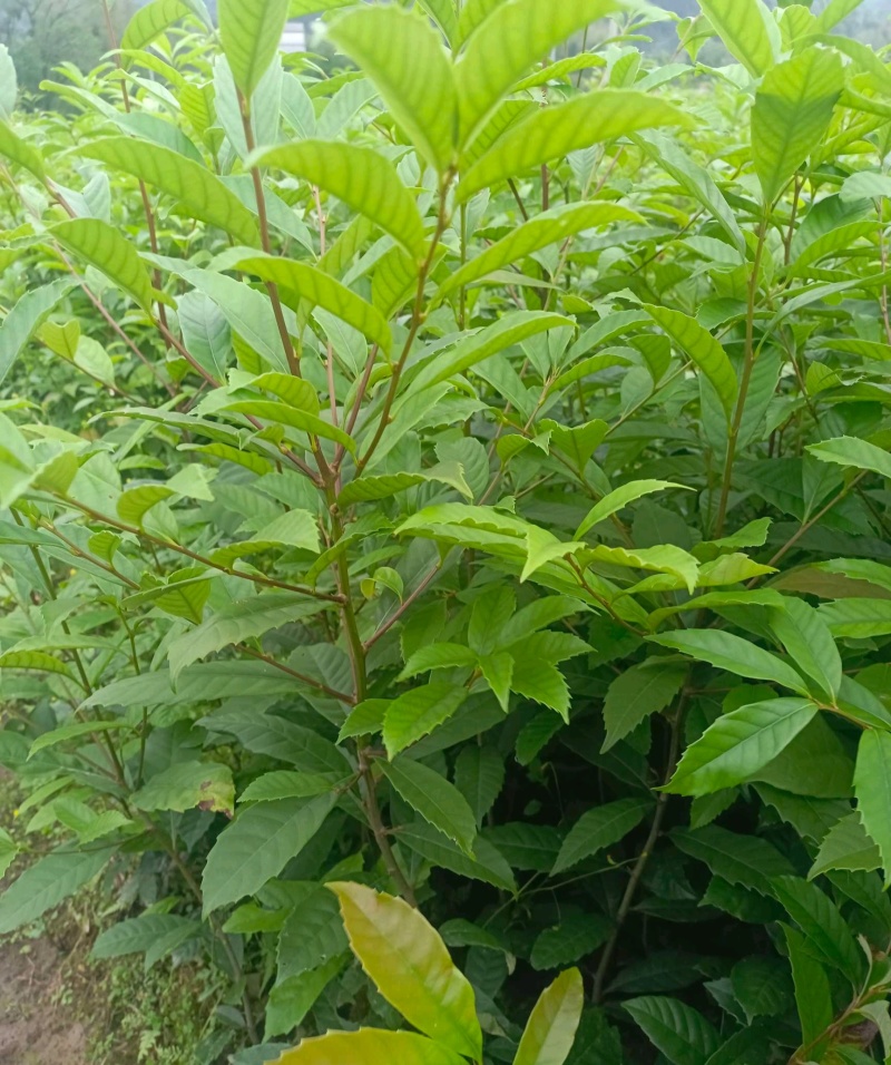 苦槠树苗老桩园林景观绿化庭院别墅苗木常青不落叶